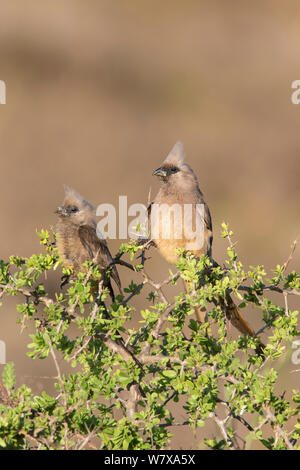 Zwei gesprenkelte mousebirds (Colius striatus) in Akazie, Addo Elephant National Park, Südafrika, Februar Stockfoto