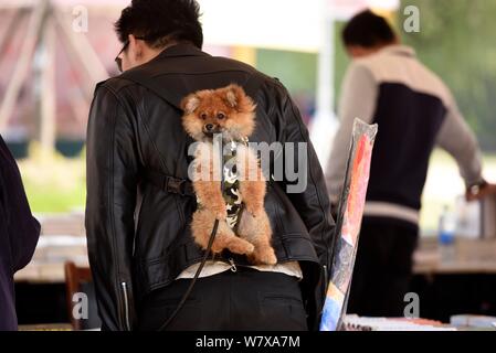 Ein chinesischer Mann verwendet einen "baby Sling' seinen Hund zu unterstützen, während er während einer Buchmesse in Huaian Stadt hängt in der ostchinesischen Provinz Jiangsu, 23. April Stockfoto