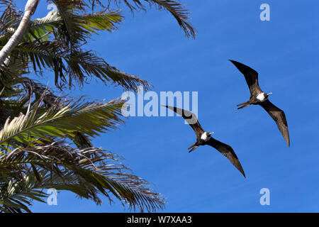 Herrliche frigatebirds (Fregata magnificens), zwei Weibchen im Flug, Santa Catarina, Brasilien, September. Stockfoto