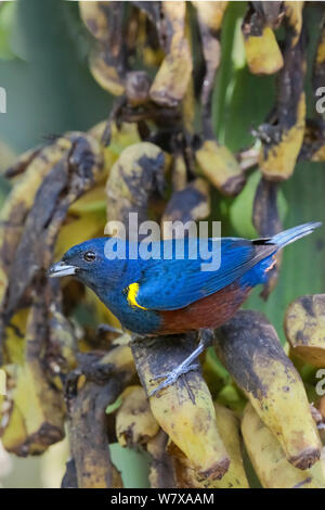 Chestnut-bellied euphonia (Euphonia pectoralis) männlich. Santa Catarina, Brasilien, September. Stockfoto