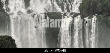 Schwarze Geier (Coragyps atratus) im Flug vor der Salto Santa Maria Wasserfall, Garganta del Diablo (Teufel&#39;s Kehle), Iguazu Wasserfälle, Brasilien/Argentinien. September 2010. Stockfoto