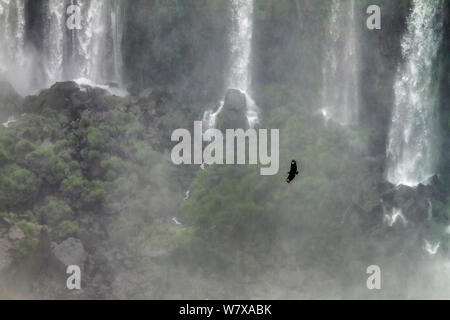 Mönchsgeier (Coragyps atratus) im Flug vor der Salto Mosqueteros Wasserfall, die Iguazu Wasserfälle, Brasilien/Argentinien, von der brasilianischen Seite. September 2010. Stockfoto