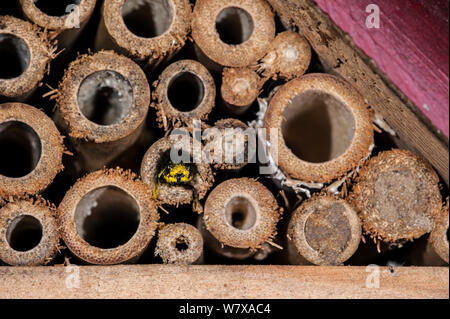 Mason bee/builder Biene (Osmia cornuta) Beladen mit Pollen und Nektar, Eingabe Nest in man-made &#39; Insekt Hotel&#39; für die solitären Bienen. Belgien, April. Stockfoto