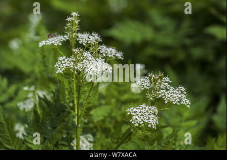 Süße cicely (Myrrhis odorata) in Blüte, Belgien, April. Stockfoto