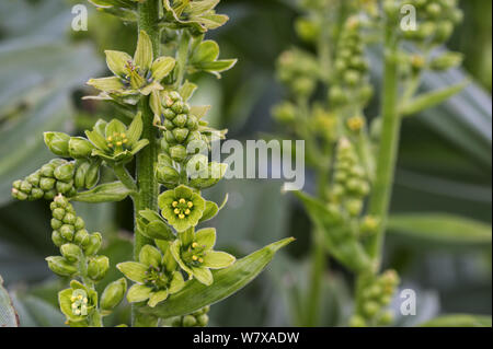 Falsche helleborine/Weißer Germer (Veratrum album) in Blume, Belgien, April. Stockfoto