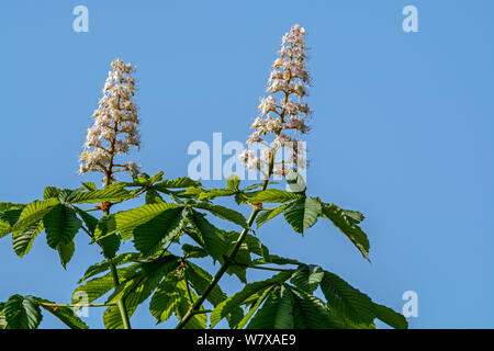 Rosskastanien/conker Baum (Aesculus hippocastanum) Blüten und Blätter im Frühjahr, UK, Mai. Stockfoto