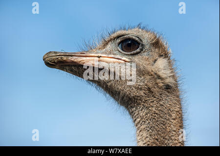 Gemeinsame Strauß (Struthio camelus) Nahaufnahme des Kopfes, Parque de la Naturaleza de Cabárceno Park, Kantabrien, Spanien. Captive, tritt in Afrika. Stockfoto
