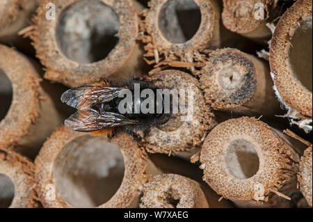 Mason bee/builder Biene (Osmia cornuta) bei Man-made ' Insekt Hotel' für die solitären Bienen, Abdichtung nest Hohlraum mit Schlamm, Belgien, April. Stockfoto