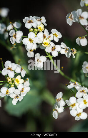 Sea kale (Crambe maritima) in der Nähe von weißen Blumen, Belgien, April. Stockfoto