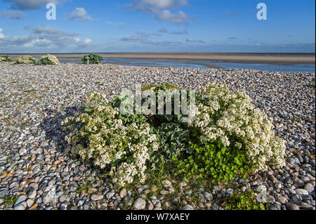 Sea kale (Crambe maritima) in Blüte auf Kiesel Strand, Bucht der Somme, Picardie, Frankreich. Stockfoto