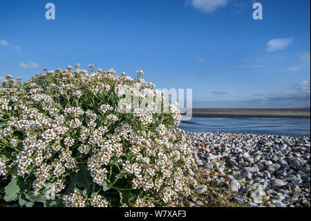 Sea kale (Crambe maritima) in Blüte auf Kiesel Strand, Bucht der Somme, Picardie, Frankreich. Stockfoto