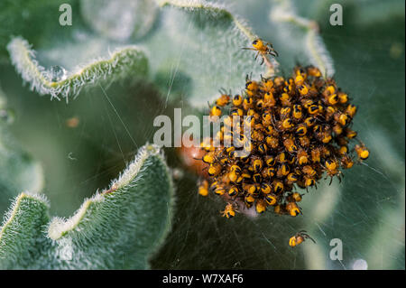 Cluster der Europäischen Gartenkreuzspinne (Araneus diadematus) spiderlings wenige Tage nach dem Schlüpfen, Belgien, April. Stockfoto