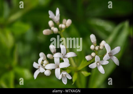 Süße Waldmeister (galium Odoratum) in Blüte, Belgien, April. Stockfoto