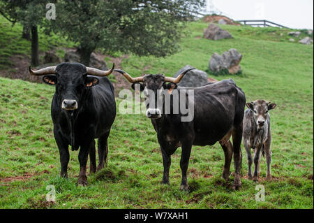 Tudanca Stier, Kuh und Kalb, primitive Rasse von Vieh aus Kantabrien, Spanien, Mai. Stockfoto