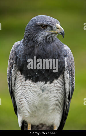 Schwarz-chested Bussard - Adler (geranoaetus Melanoleucus) Porträt, gefangen. Auftritt in Südamerika. Stockfoto