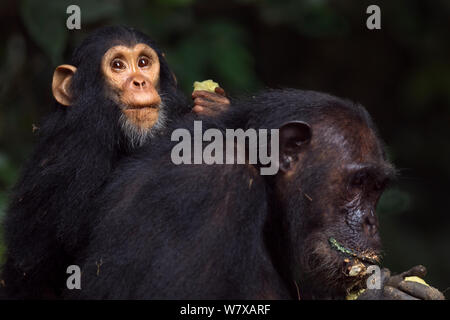 Östliche Schimpanse (Pan troglodytes) schweinfurtheii Kind männlich &#39;Google &#39; im Alter bis zu 2 Jahren Fütterung mit Obst, während er auf seine Mutter Gaia &#39;&#39;s &#39; zurück im Alter von 18 Jahren. Gombe Nationalpark, Tansania. Stockfoto