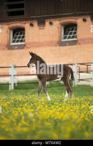 Ein neugeborenes warmblood Wurttemberger oder Württemberg Colt steht vor der historischen Stallungen in Marbach National Stud, Schwäbischen Alb, in der Nähe von Reutlingen, Baden-Württemberg, Deutschland, Mai. Stockfoto