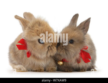 Zwei baby Lionhead kreuz Kaninchen tragen Glocken und Bänder. Stockfoto