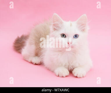 Birman x Ragdoll Kitten, Weide, Alter 3 Monate, auf rosa Hintergrund. Stockfoto