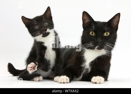 Schwarze und weiße Tuxedo Mutter Katze und Kätzchen, Alter 7 Wochen. Stockfoto