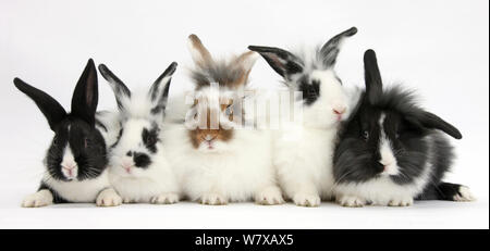 Fünf junge lionhead Kreuz Kaninchen in verschiedenen Färbungen. Stockfoto