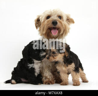 Yorkshire Terrier Mutter, Evie, mit ihren zwei Yorkishire terrier x Pudel 'Yorkipoo' Pups, Alter 7 Wochen. Stockfoto