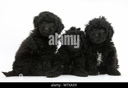 Drei schwarze toy Labrador x Pudel 'Labradoodle" Welpen. Stockfoto