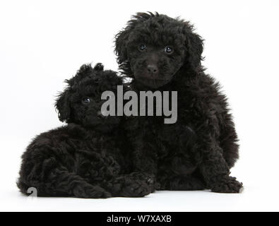 Schwarz Spielzeug Labrador x Pudel 'Labradoodle" Welpen. Stockfoto