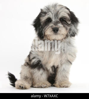 Schwarze und graue Daschund x Pudel Kreuz, "axie Doodle" Welpen. Stockfoto