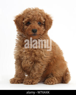 Cute rot Toy Pudel Welpen sitzen. Stockfoto