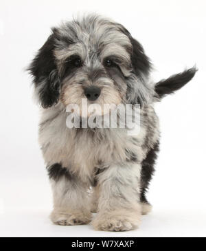 Schwarze und graue Daschund x Pudel "axie Doodle" Welpe, Wandern. Stockfoto