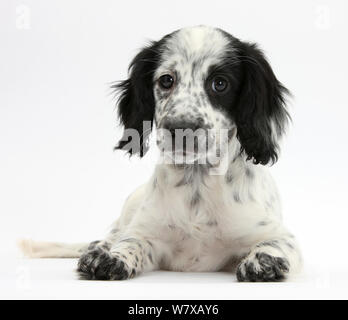 Schwarze und weiße Border Collie x Cocker Spaniel Welpen, 11 Wochen, mit dem Kopf nach oben liegen. Stockfoto