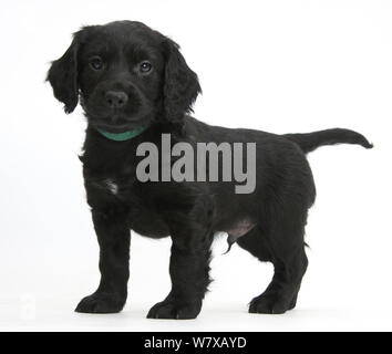 Schwarze Cocker Spaniel Welpen stehen. Stockfoto