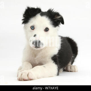 Schwarze und weiße Border Collie Welpe, liegend mit dem Kopf nach oben. Stockfoto