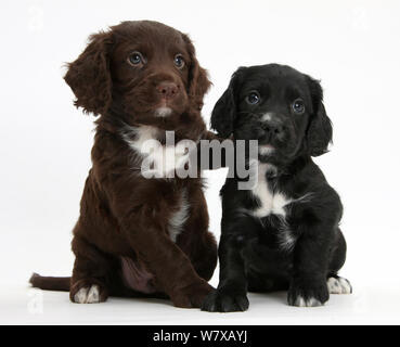 Schwarz und Chocolate Cocker Spaniel Welpen. Stockfoto