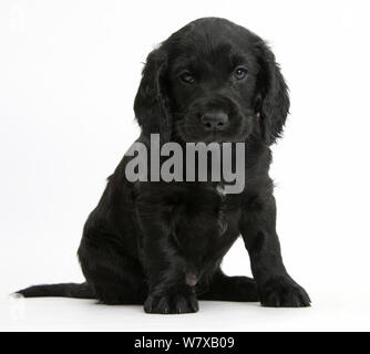 Schwarze Cocker Spaniel Welpen sitzen. Stockfoto