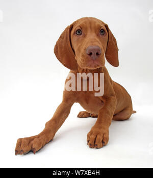 Ungarische Vizsla Welpe, Alter 13 Wochen. Stockfoto