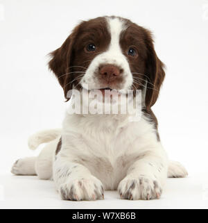 Arbeiten English Springer Spaniel Welpen, 6 Wochen, mit dem Kopf nach oben liegen. Stockfoto
