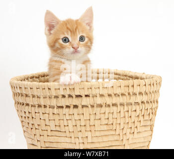 Ginger Kitten 7 Wochen, versteckt in einem raffia Korb. Stockfoto