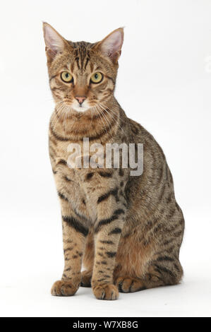 Bengal Kater sitzen. Stockfoto