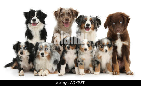 Gruppe von Miniatur American Shepherd Hunde. Stockfoto