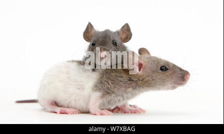 Two baby Rex rats. Stockfoto