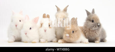 Sechs niedlichen Baby Lionhead Häschen in einer Reihe. Stockfoto