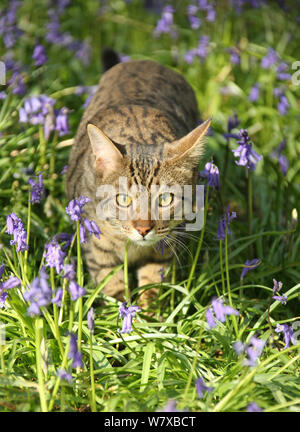 Bengalkatze herumstreichen durch Glockenblumen. Stockfoto