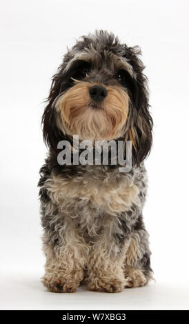 Trikolore Merle Dackel x Pudelhund "Daxie Doodle" Stockfoto