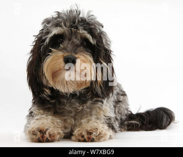 Tricolor merle Dackel x Pudel "axie Doodle" Hund. Stockfoto
