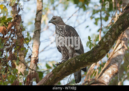 Austauschbare hawk Eagle (Spizaetus cirrhatus), Kaziranga National Park, Assam, Indien. Stockfoto