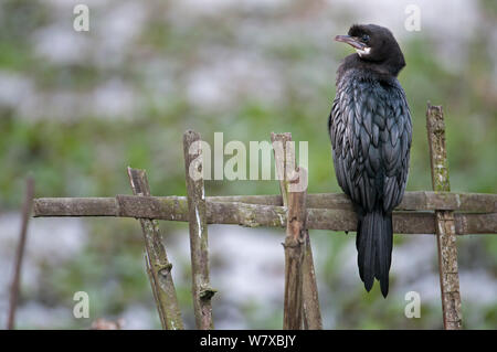 Wenig Kormoran (Phalacrocorax niger), Kaziranga National Park, Assam, Indien. Stockfoto