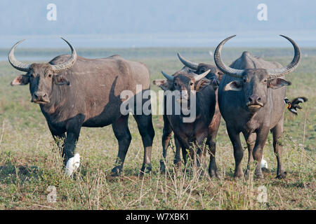 Indische wilde Büffel (Bubalus arnee/Bubalus bubalis"), Kaziranga National Park, Assam, Indien. Stockfoto