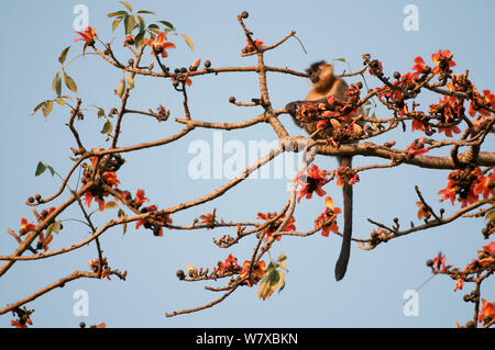 Bedeckte langur (Trachypithecus pileatus) in blühenden Baumwolle Seide Baum (Bombax Ceiba), Assam, Indien. Stockfoto